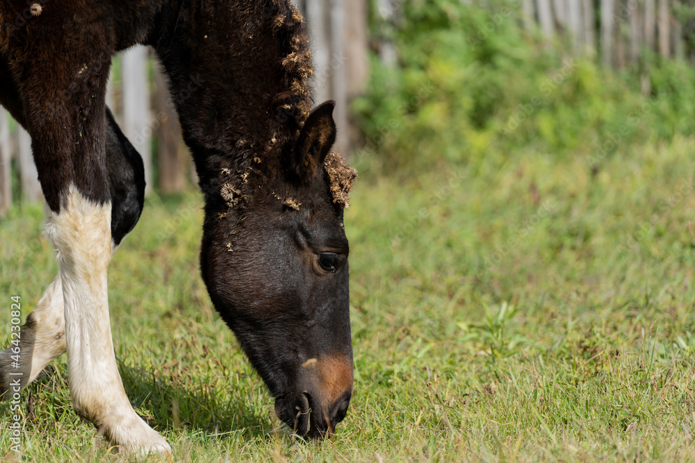 Fototapeta premium Foal in the meadow
