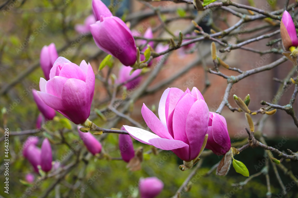 A branch of a flowering magnolia in the park close-up. A branch of a flowering magnolia in the park close-up.