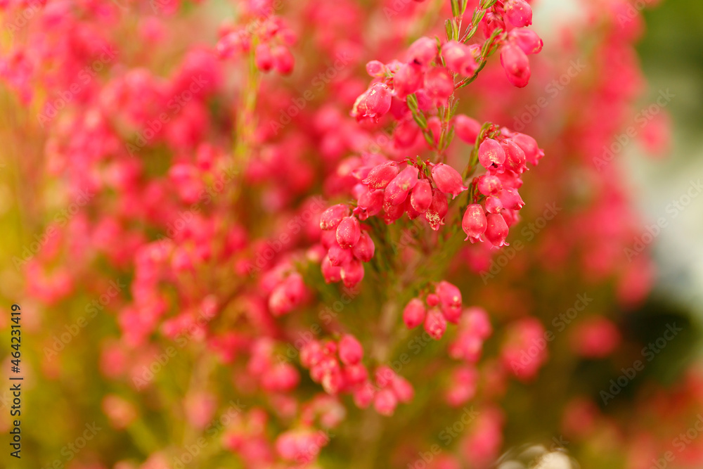 Close up flowering Calluna vulgaris, common heather, ling, or simply heather Close up flowering Calluna vulgaris, common heather, ling, or simply heather