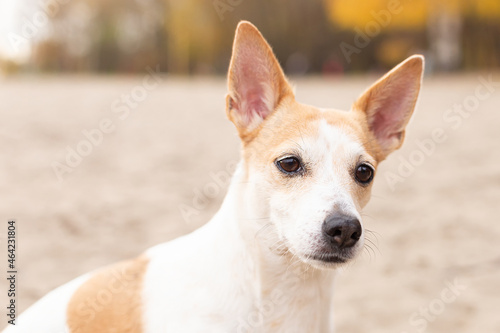 Jack Russell Terrier, a small playful dog on the sand