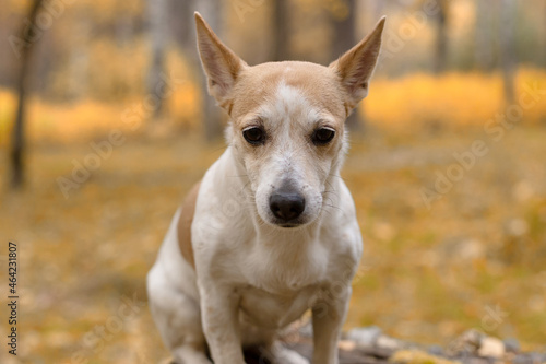 Jack Russell is a terrier, a small dog in the open air. Close-up © Alexander
