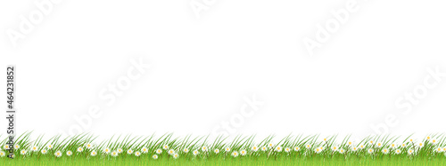 Seamless pattern Spring nature background with cute tiny white daisy and grass land.Vector Endless Summer green field of meadow and wildflower on white background. horizontal border for Easter holiday