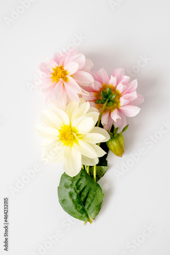 Beautiful flower composition, frame of dahlias on a white background. Pink, white and yellow flowers, mockup or template
