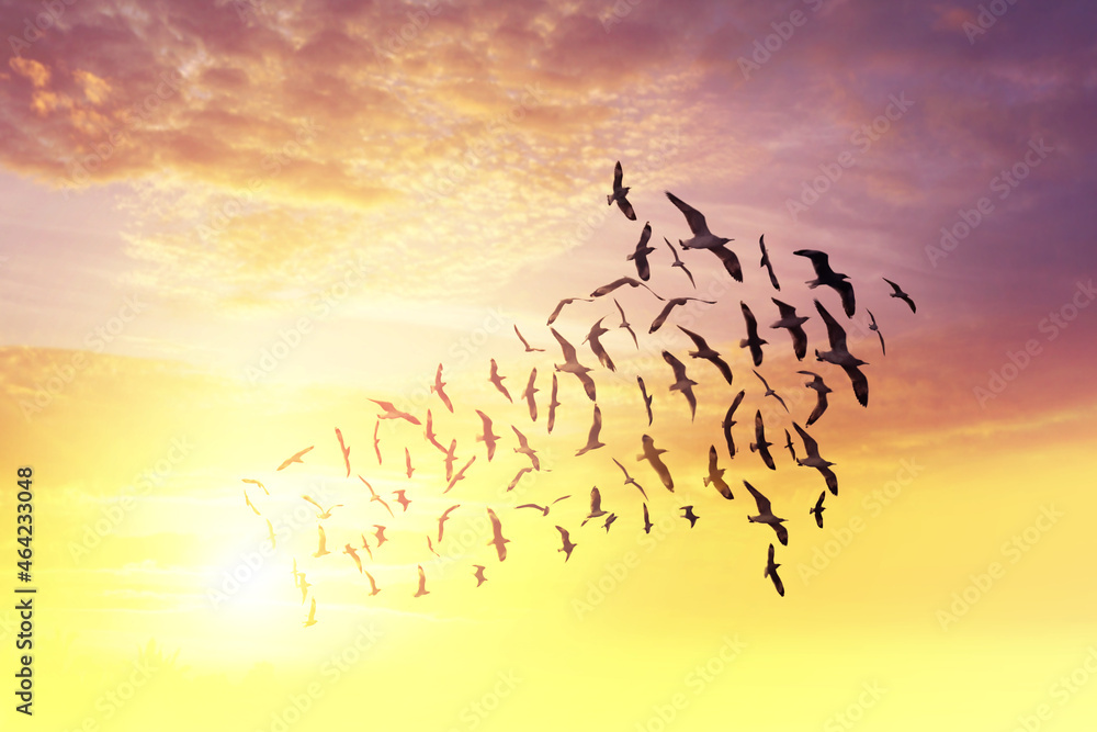 Birds flying in sky arrow shape, teamwork concept, at sunrise background