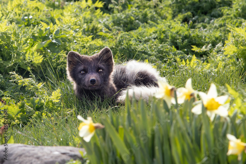 Arctic fox at Hornstrandir Nature Reserve, Westfjords, Iceland. Molting male fox portrait at spring in the wild. photo