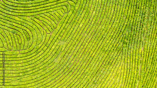 Aerial view shot from drone of green tea plantation, Top view aerial photo from flying drone of a tea plantation