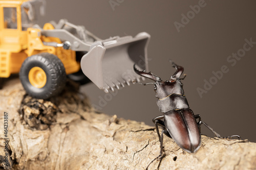 重機に立ち向かうノコギリクワガタのオス	 photo