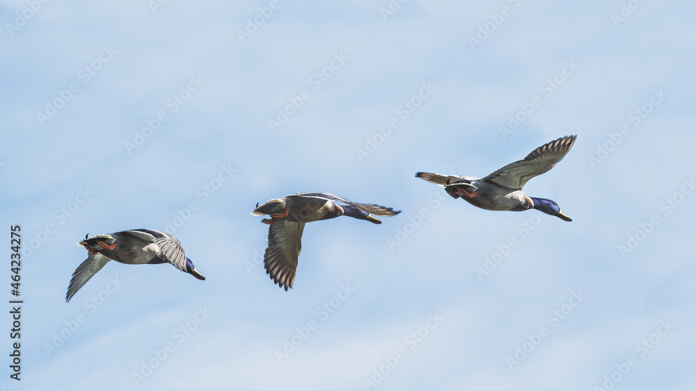 Obraz premium duck in flight sequence