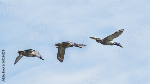 duck in flight sequence