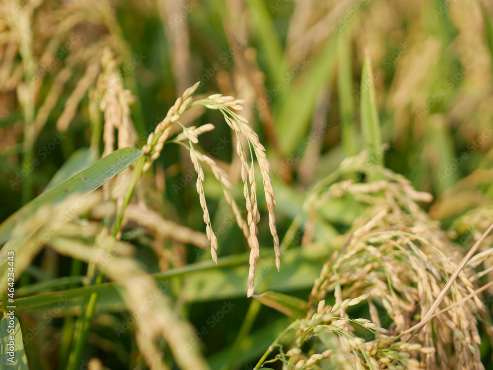 close up of rice plants that have yellowed and are ready to be harvested close up of rice plants that have yellowed and are ready to be harvested