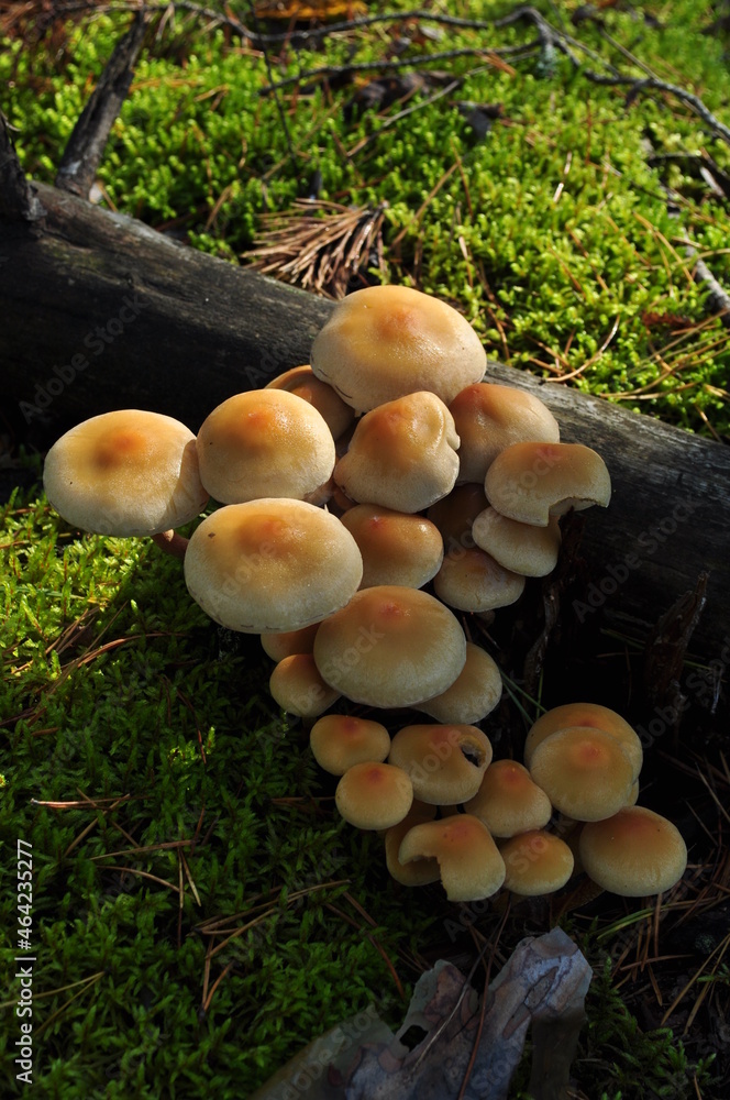 Mushrooms on the trunk of a fallen tree. Mushrooms on a background of green moss. Background, autumn. Mushrooms on the trunk of a fallen tree. Mushrooms on a background of green moss. Background, autumn.