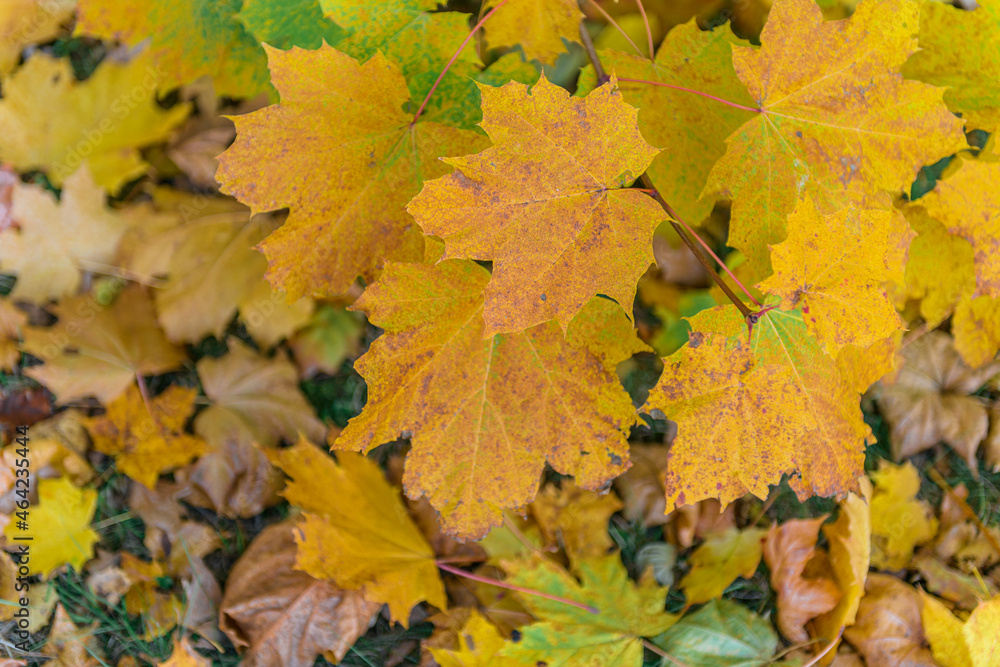 Colorful autumn leaves of maple tree with shallow focus. Fall blurred background.. Free space for text, holidays motive. Fall and Autumn Season Concept