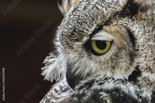 great owl © Martin