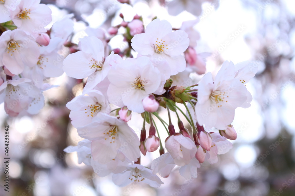 桜の花（アップ）
