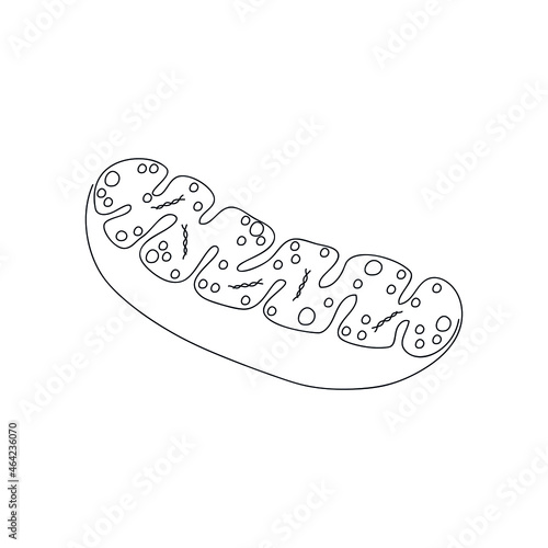 Mitochondria icon drawn by one line. Cell component sketch. Continuous line drawing organelle. Vector illustration in minimal style.