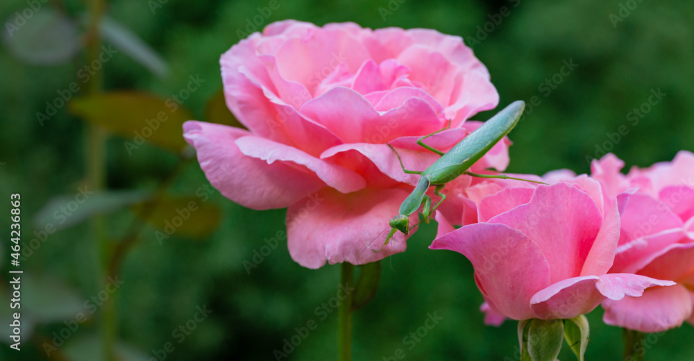 Macro of European Mantis or Praying Mantis in natural habitat. It looking at camera and sits on pink roses Queen Elizabeth. Mantis Religiosa is state symbol of Connecticut Macro of European Mantis or Praying Mantis in natural habitat. It looking at camera and sits on pink roses Queen Elizabeth. Mantis Religiosa is state symbol of Connecticut