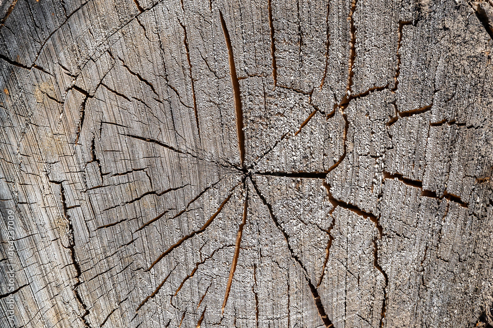 texture of an old tree cut