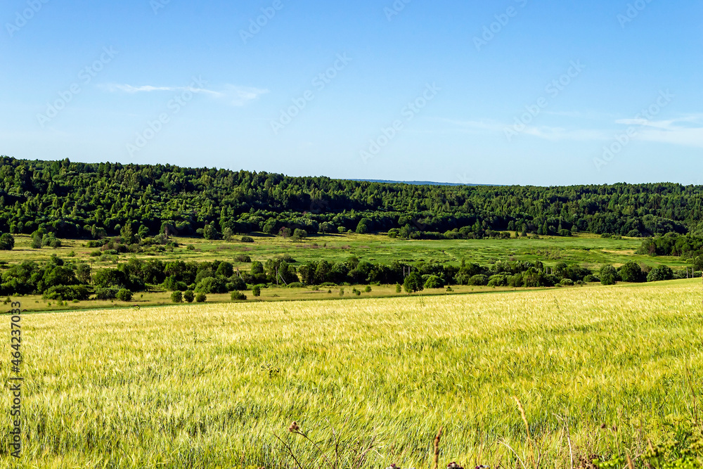 landscape wheat field
