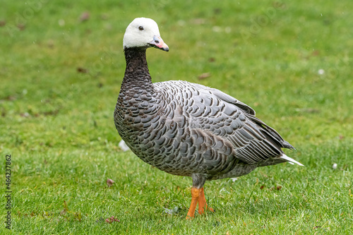 Emperor goose, Anser canagicus, also known as the beach goose, or painted goose in the rain. photo