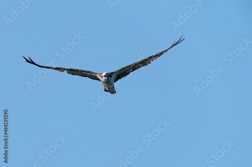 osprey in the sky © Matthewadobe