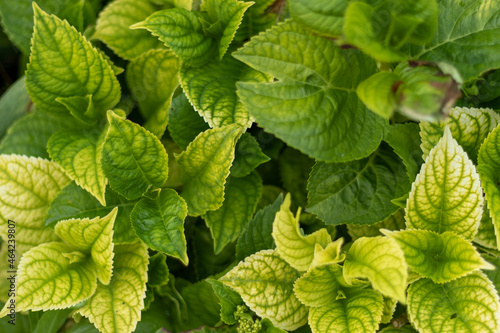 Green Hydrangea leaves in the summer garden. Hydrangea paniculata.