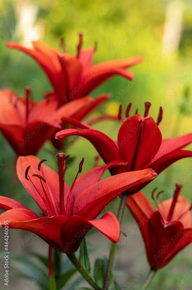 Red blooming Daylily flowers on the green blurred background. Hemerocallis. Red blooming Daylily flowers on the green blurred background. Hemerocallis.