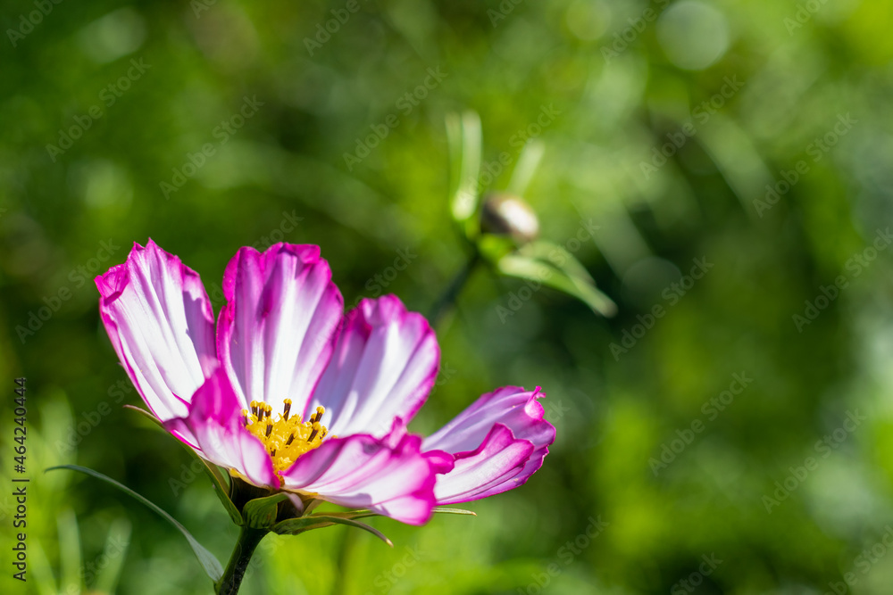 White-purple Cosmos flower on the green floral background. Space for text. Cosmos bipinnatus. White-purple Cosmos flower on the green floral background. Space for text. Cosmos bipinnatus.