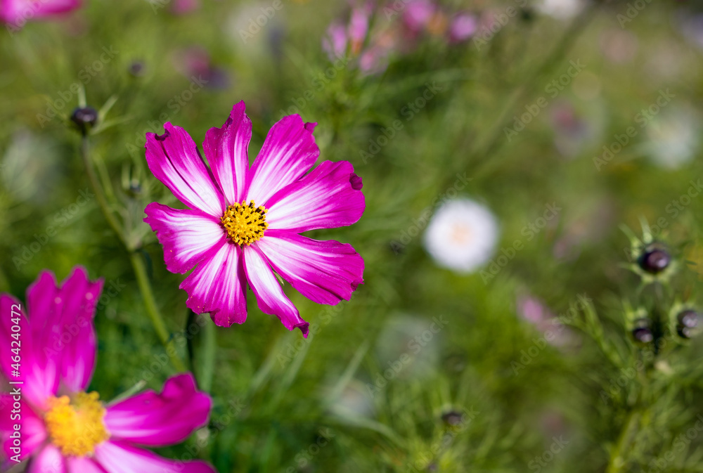 Purple Cosmos flowers on the blurred floral background. Copy space. Cosmos bipinnatus. Purple Cosmos flowers on the blurred floral background. Copy space. Cosmos bipinnatus.