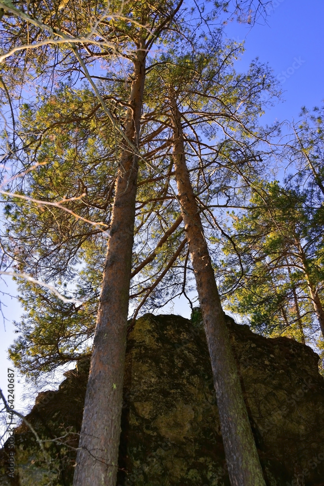 Naklejka premium White gypsum rocks in the forest above the Sylva river in the Ermak tract
