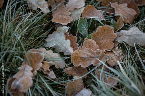 autumn leaves close-up, natural background