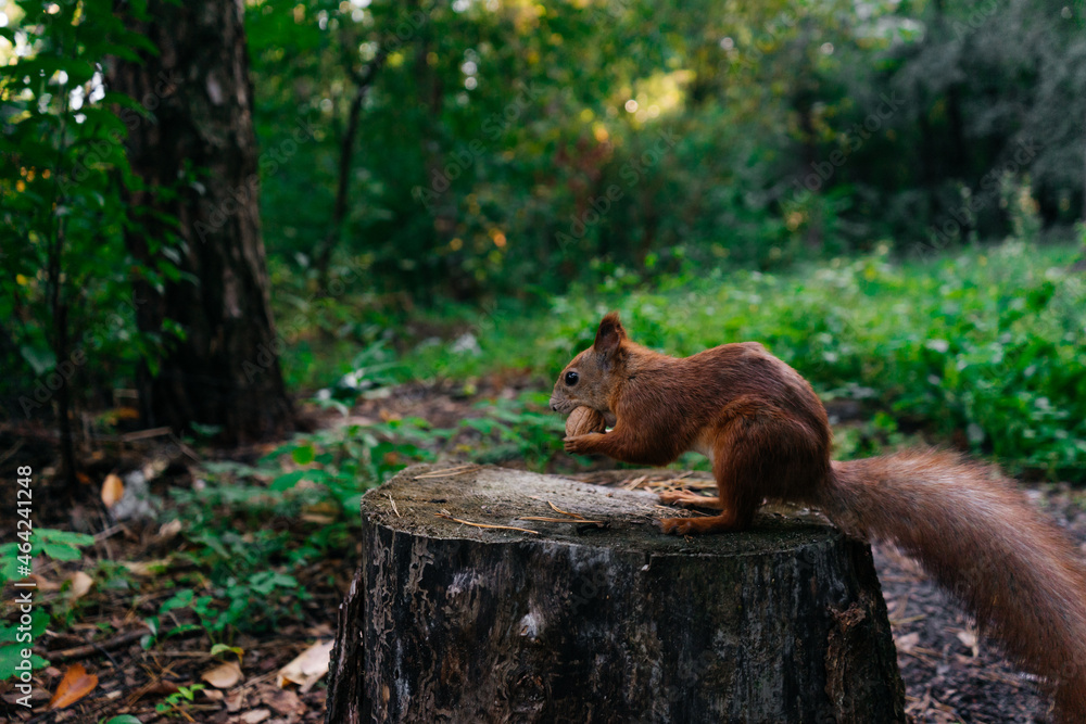 Beautiful squirrel hold a nut while sitting on a stump in the autumn park. A squirrel stores nuts in the forest. Beautiful squirrel hold a nut while sitting on a stump in the autumn park. A squirrel stores nuts in the forest.