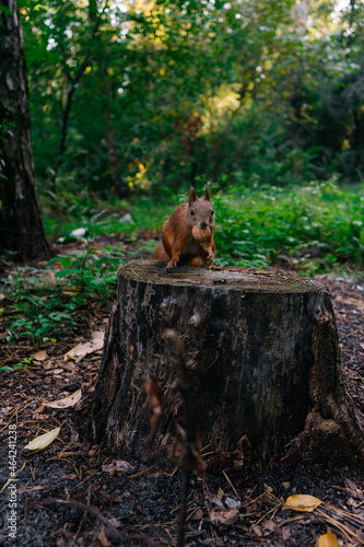 Beautiful squirrel hold a nut while sitting on a stump in the autumn park. A squirrel stores nuts in the forest.