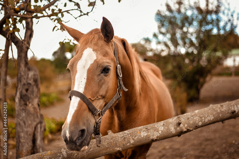 Ταπετσαρία Portrait of beautiful brown horse grazing on meadow at ranch