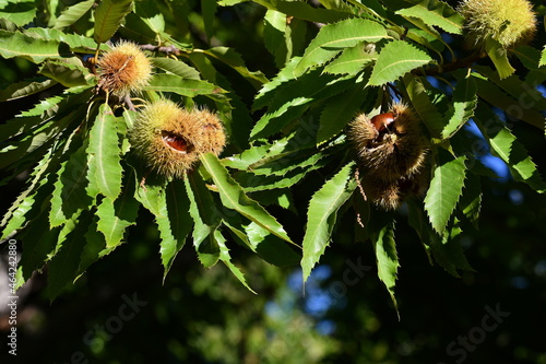 Chestnuts are about to fall from the ripe hadgehogs hanging on the tree during the harvest time in the fall season. Chestnut harvest time in October. Italy.