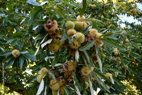 Tableau sur toile Chestnuts are about to fall from the ripe hadgehogs hanging on the tree during the harvest time in the fall season