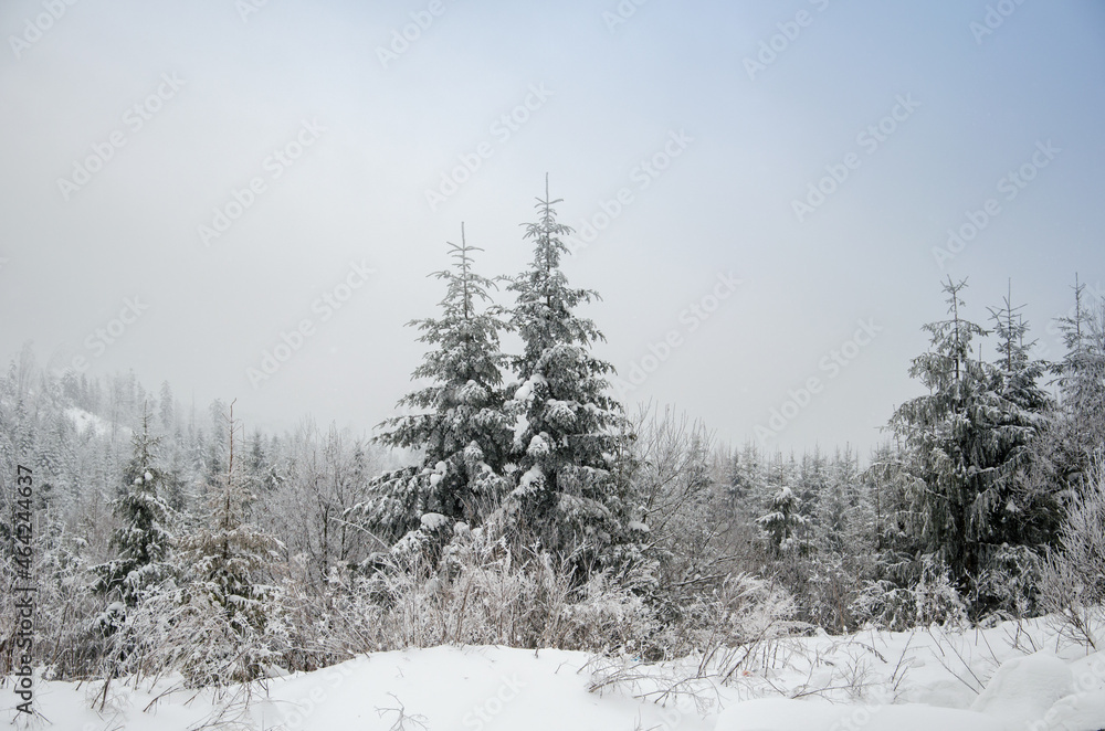 Beautiful winter landscape for the background, pine covered with snow, Christmas cards, Carpathian Mountains