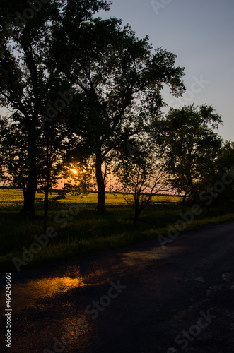 Summer rural landscape. silhouette of a tree on the background of a beautiful sunset