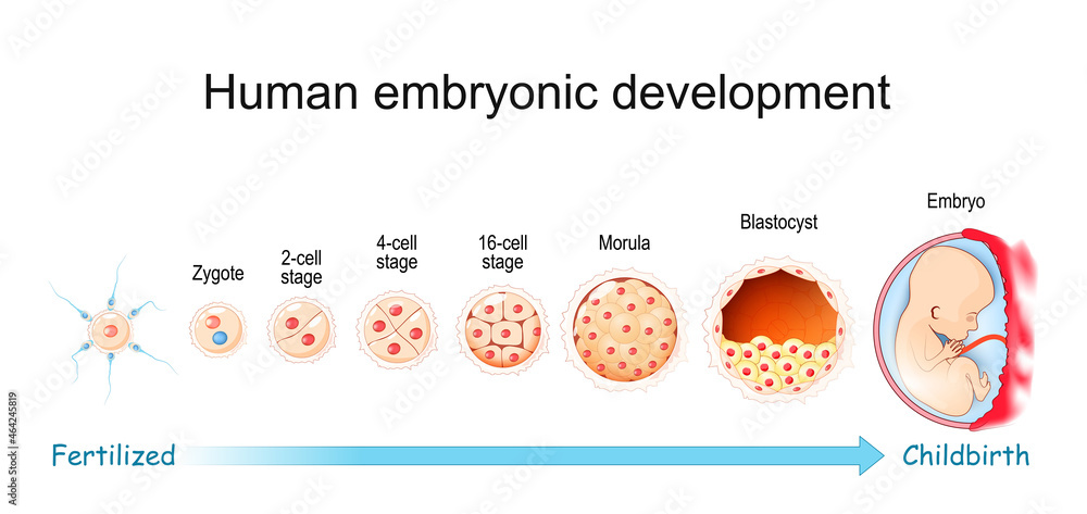 Human embryonic development. From Fertilization to Childbirth Stock ...