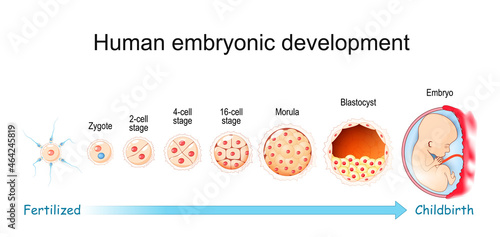 Human embryonic development. From Fertilization to Childbirth