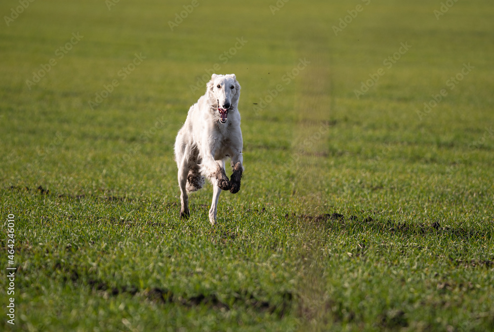 a greyhound in a hunting field runs in search of prey a greyhound in a hunting field runs in search of prey