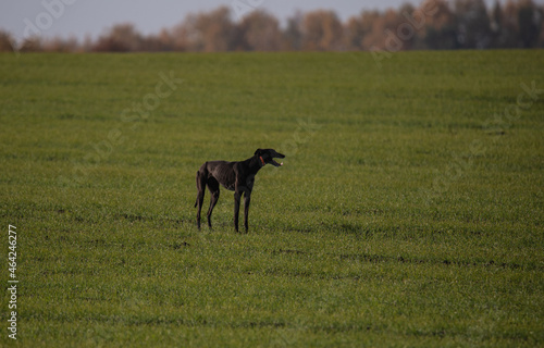 greyhound hunting in the field © наталья лымаренко