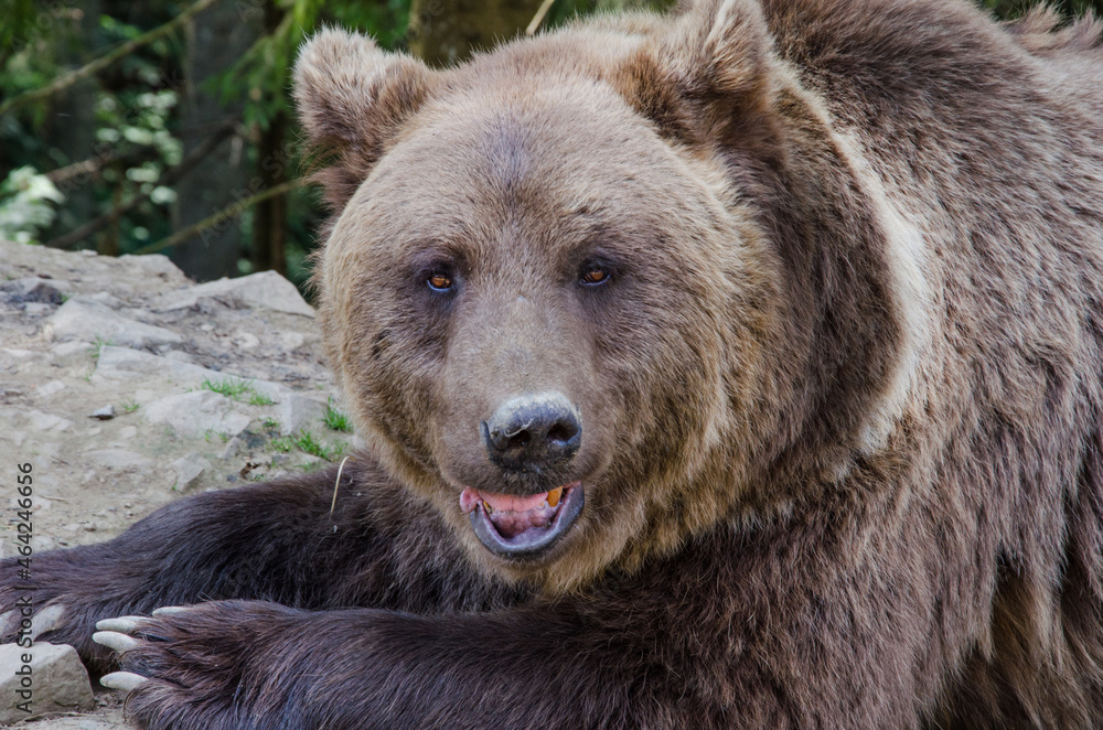 The brown bear prepares for hibernation. beautiful brown bear