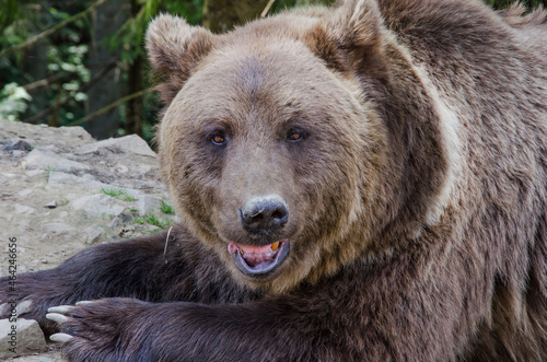 The brown bear prepares for hibernation. beautiful brown bear © Svfotoroom