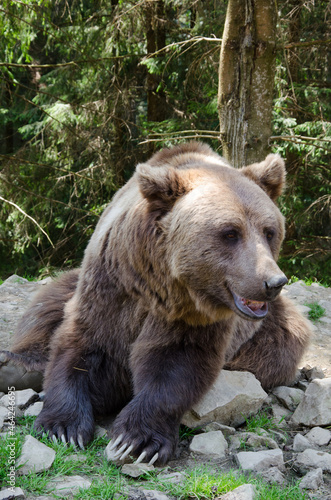 portrait of a bear in the wild. beautiful brown bear