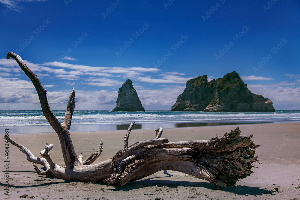 Fototapeta premium Suche drzewo na plaży windows