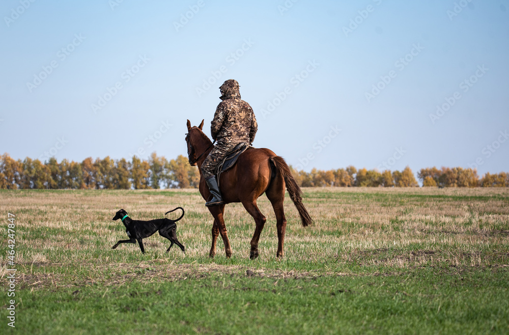 Naklejka premium hunter on a horse with greyhounds hunting in the field