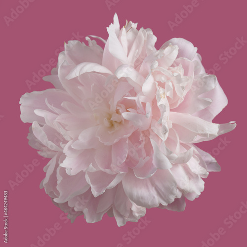 Fototapeta Naklejka Na Ścianę i Meble -  Gently pink peony flower isolated on pink background.