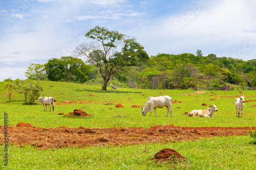Algumas vacas magras pastando em paisagem do interior do Brasil.
