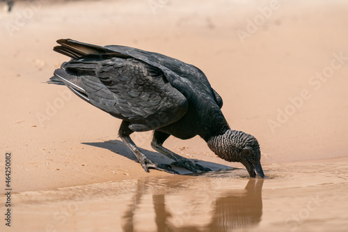 The black vulture (Coragyps atratus) photo