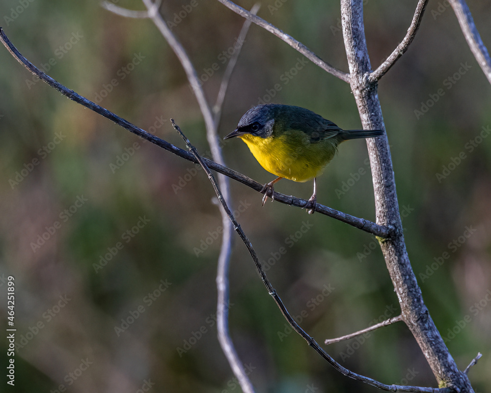 Fototapeta premium A small, colorful, songbird perched on a tree branch